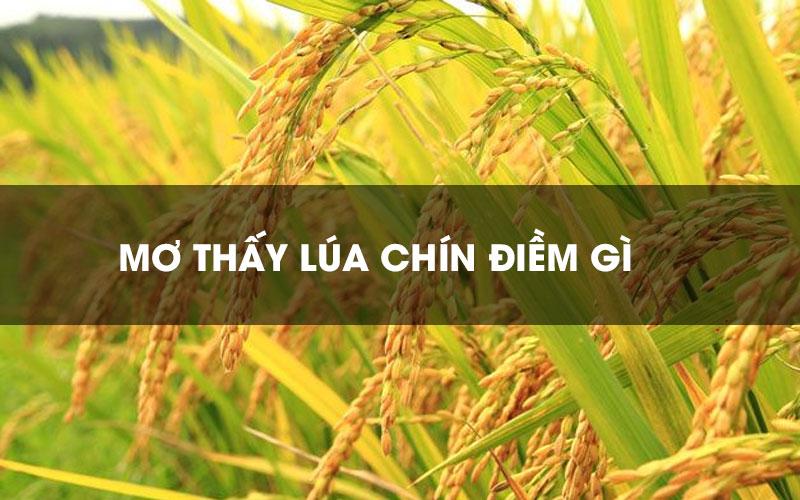 Mơ thấy lúa chín đánh con gì, đánh số mấy gặp may mắn ?