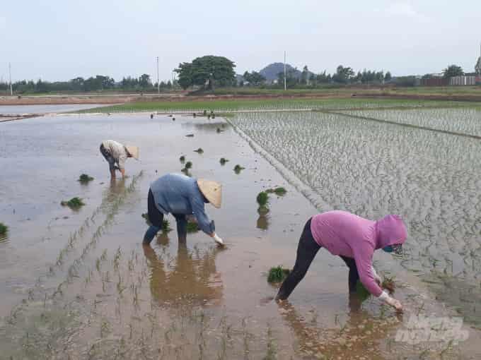 Mơ đi cấy điềm báo gì đánh số gì chắc trúng