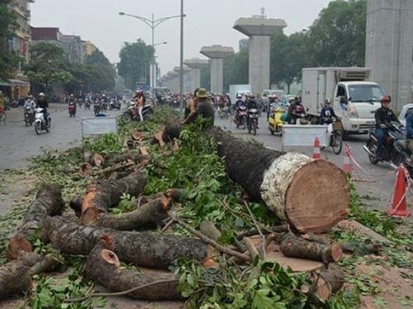 nằm mơ thấy chặt cây