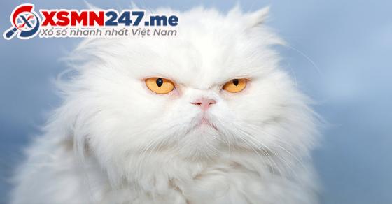 Nằm mơ thấy mèo trắng có ý nghĩa gì?