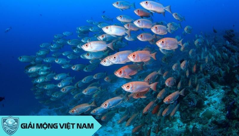 Nằm mơ thấy rất nhiều cá bơi trong nước mang điềm báo gì, đánh con gì?