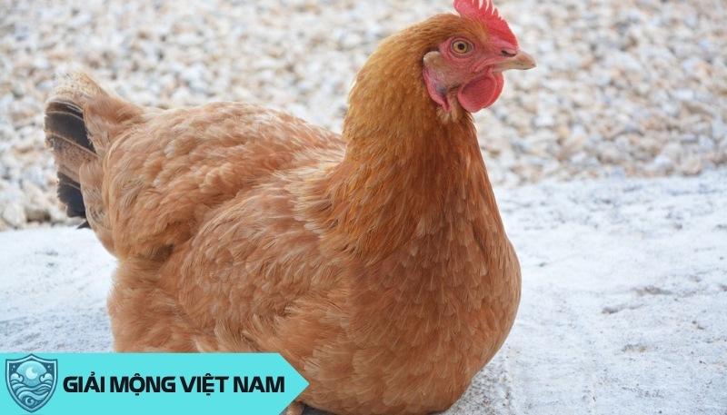 Nằm mơ thấy gà mái: Điềm lành từ loài vật mẫu mực và sinh sôi, đánh con gì?