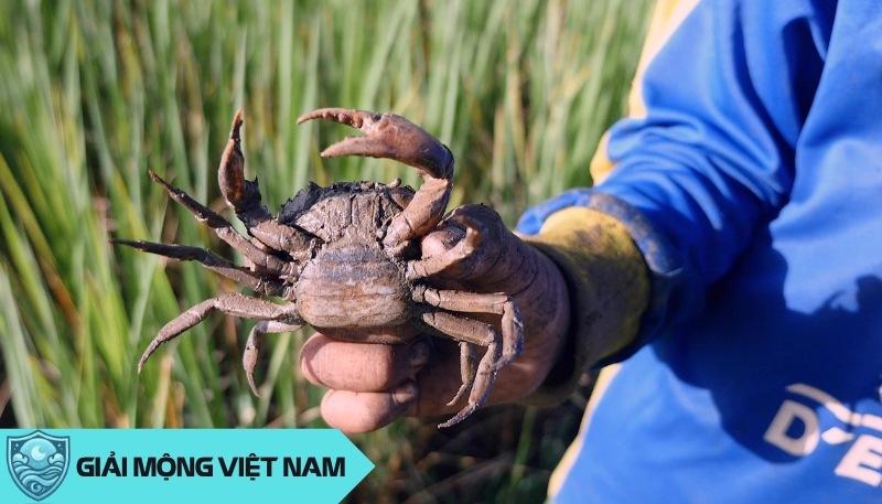 Nằm mơ thấy nhiều cua đồng đánh con gì? Điềm lành hay dữ từ đồng quê đến đô thị