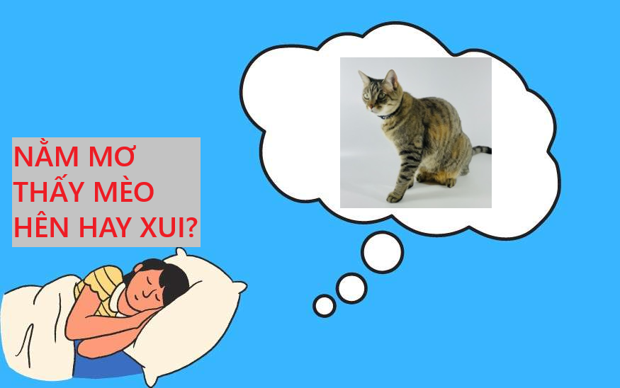 Nằm mơ thấy mèo là điềm may hay xui? Tổng hợp các con số liên quan đến mèo