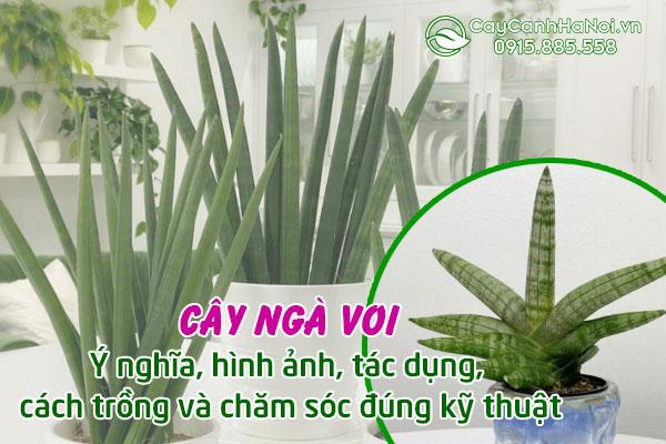 Cây ngà voi: Ý nghĩa, hình ảnh, tác dụng, cách trồng và chăm sóc đúng kỹ thuật