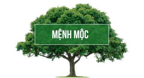 Đặc điểm của người mệnh mộc