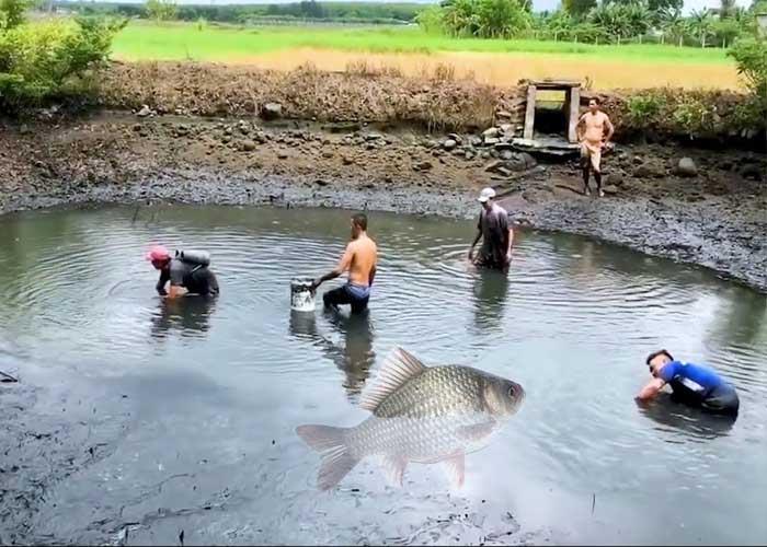 Chiêm bao mơ thấy ao cá đánh số gì trúng cả lô lẫn đề thông 3 ngày?