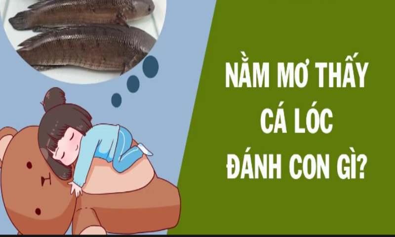 Tại sao nằm mơ thấy cá lóc, nên đánh con gì