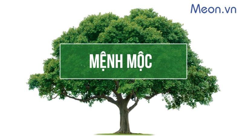 Đặc điểm người mệnh mộc