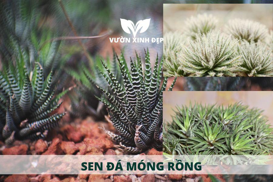 sen đá móng rồng