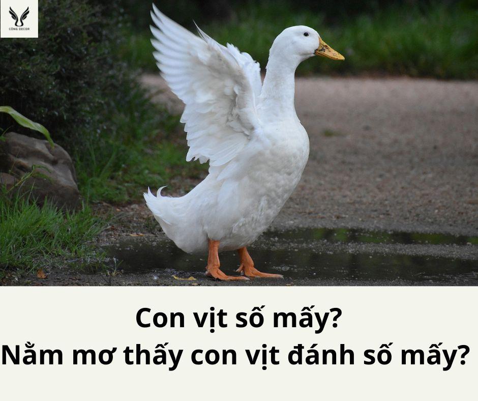 Con vịt số mấy? Nằm mơ thấy con vịt đánh số mấy?