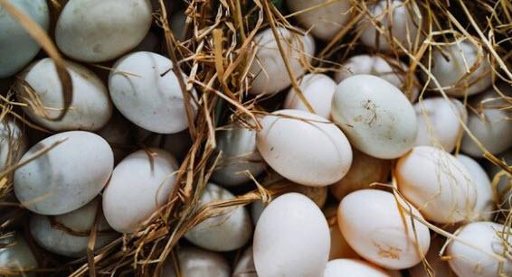nằm mơ thấy nhặt được nhiều trứng vịt