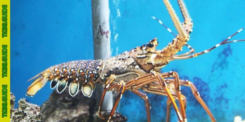 Các Trường Hợp Giấc Mơ Thấy Tôm Hùm Thường Gặp