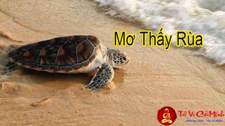 Giải Mã Giấc Mơ Thấy Rùa Là Điềm Báo Gì?