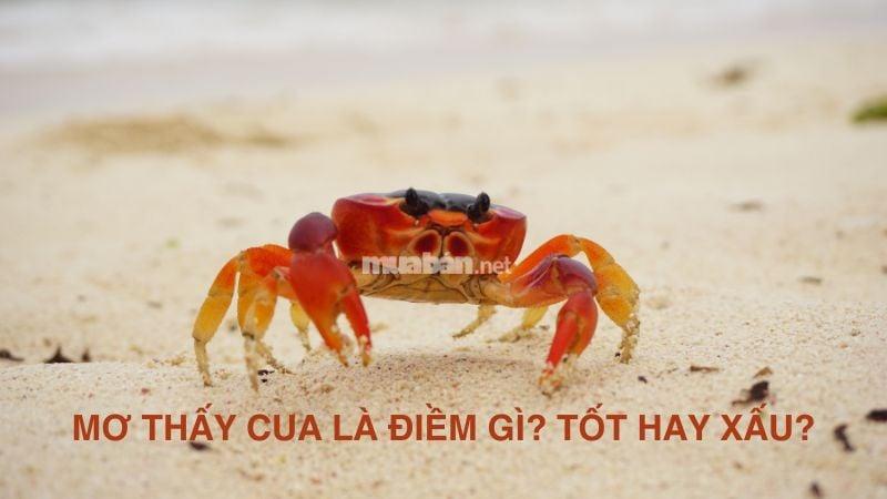 Mơ thấy cua